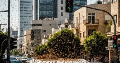 اسرائیل کے ایک شہر میں شہد کی مکھیوں کا بڑا غول گاڑیوں اور سڑکوں پر منڈلاتا ہوا، ایک سنسنی خیز قدرتی منظر۔