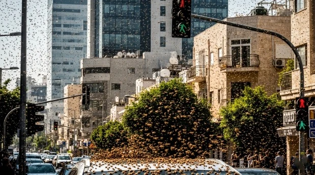 اسرائیل کے ایک شہر میں شہد کی مکھیوں کا بڑا غول گاڑیوں اور سڑکوں پر منڈلاتا ہوا، ایک سنسنی خیز قدرتی منظر۔