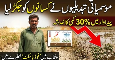 پنجاب میں خشک سالی اور غیر یقینی بارشوں کی وجہ سے متاثرہ فصل اور پریشان کسان کی تصویر، اردو ڈیسک خبر۔