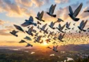 A large flock of homing pigeons flying dynamically over a vast forested valley at sunset.